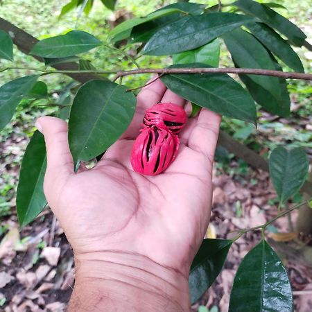 Philip Mary Farm Stay Thekkady Luaran gambar